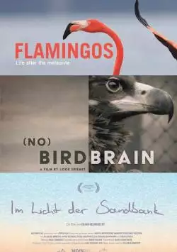 BirdBirdBirdPoster_134375965071051221_big-cine_deskt.webp