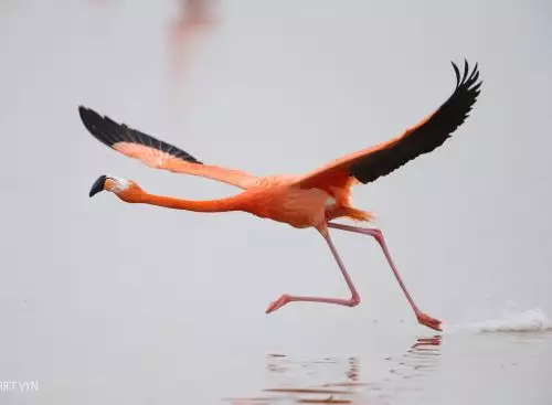 AmericanFlamingoVyn1502250351_134373209133021007_big-cine_deskt.webp