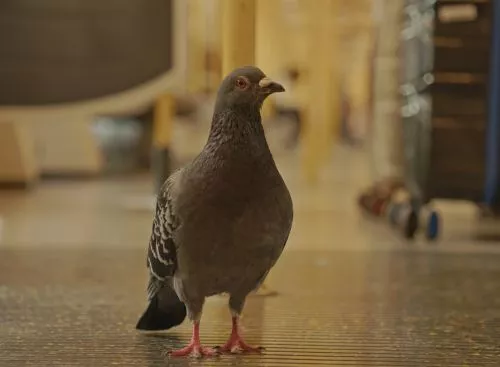 WL_PIGEON_134370597316728761_big-cine_deskt.webp