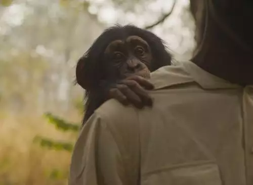 Photo3Desert_Chimps_017_CCC_Hugh_Campbell_Young_chimp_on_Johnnys_back_Large_134370650197899482_big-cine_deskt.webp
