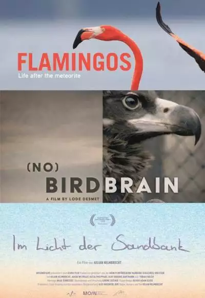 BirdBirdBirdPoster_134375965071051221_big-cine_deskt.webp