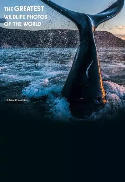 GreatestWildlifePhotosPostervWEB_133740682894181350_big-cine_deskt.webp