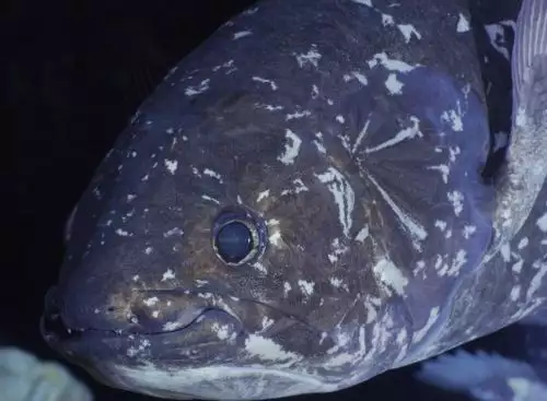 Coelacanth_5e1790310921938_134370697340542993_big-cine_deskt.webp