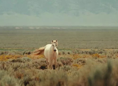 Photo2Stills_wildgemis_dc_20240830_Mez_24125_134370558040183847_big-cine_deskt.webp
