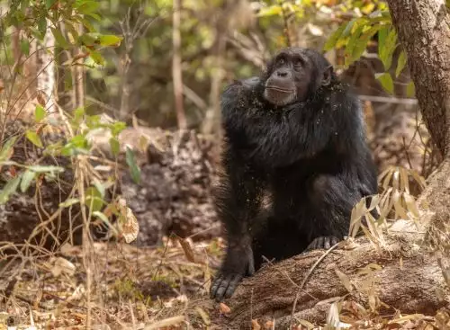 Photo1Desert_Chimps_006_Fongoli_Benjamin_Sadd_Lex_Large_134370650126785035_big-cine_deskt.webp