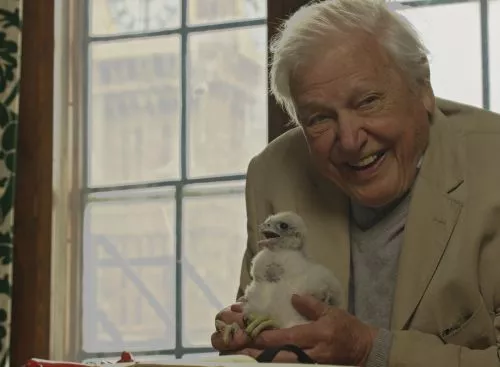 WL_ATTENBOROUGH6PEREGRINE_134370596052192685_big-cine_deskt.webp