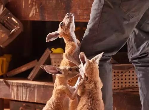 Kangaroo_134278126405123692_big-cine_deskt.webp